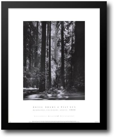Redwoods, Alapítók Grove 20x24 Keretes Art Print által Adams, Ansel